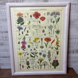 Cavallini Wildflower Specimens Framed Print White